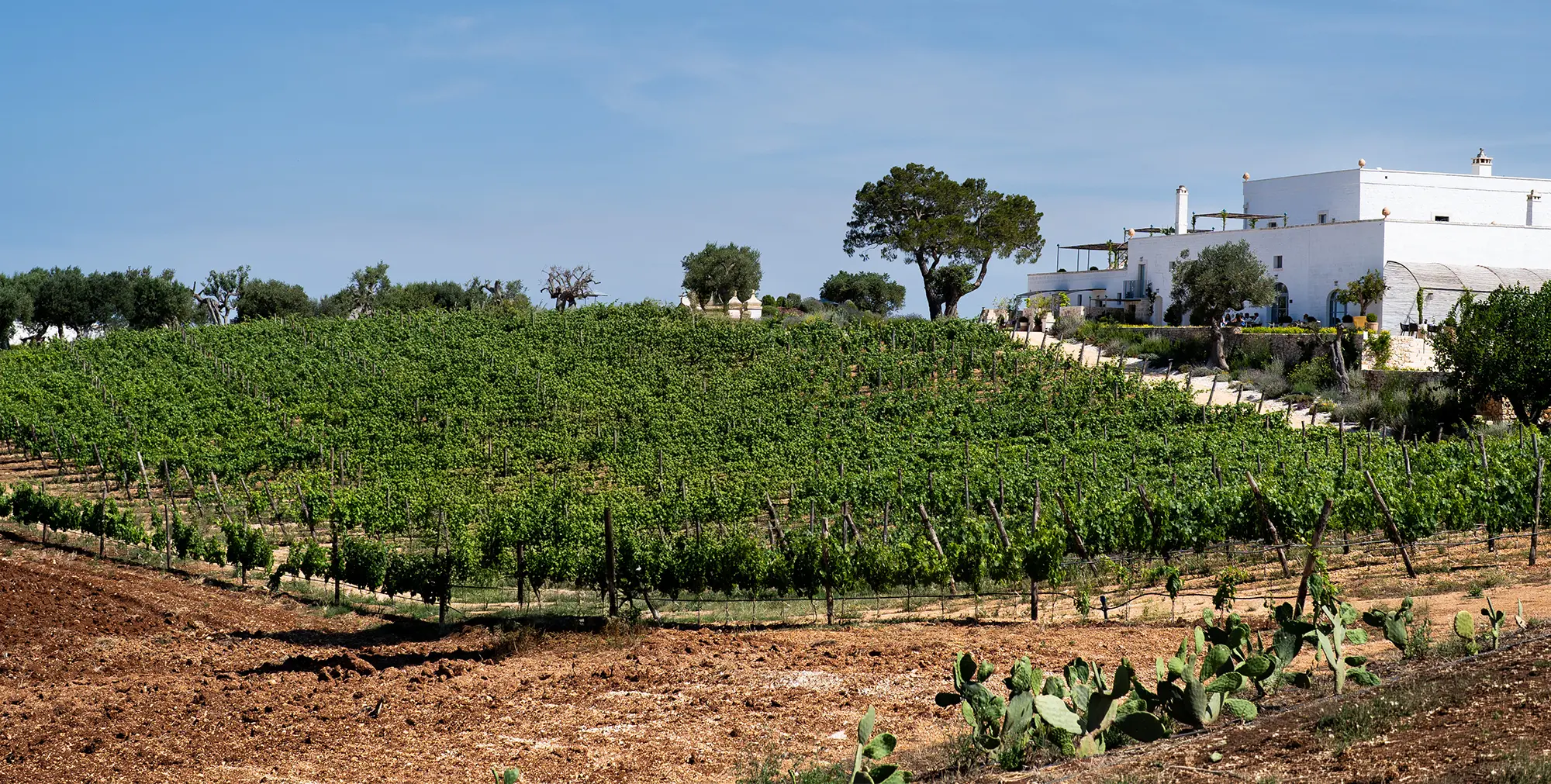 Auraterrae Vini