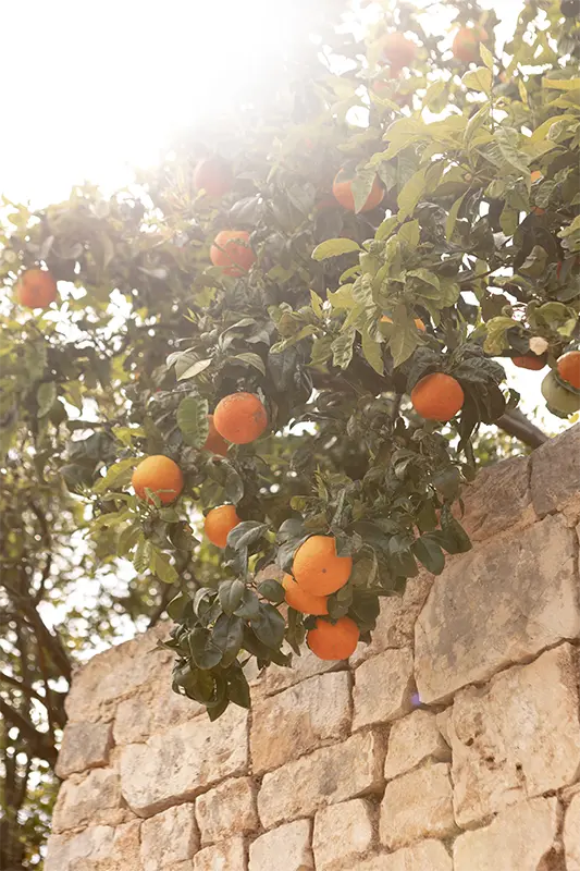 Masseria