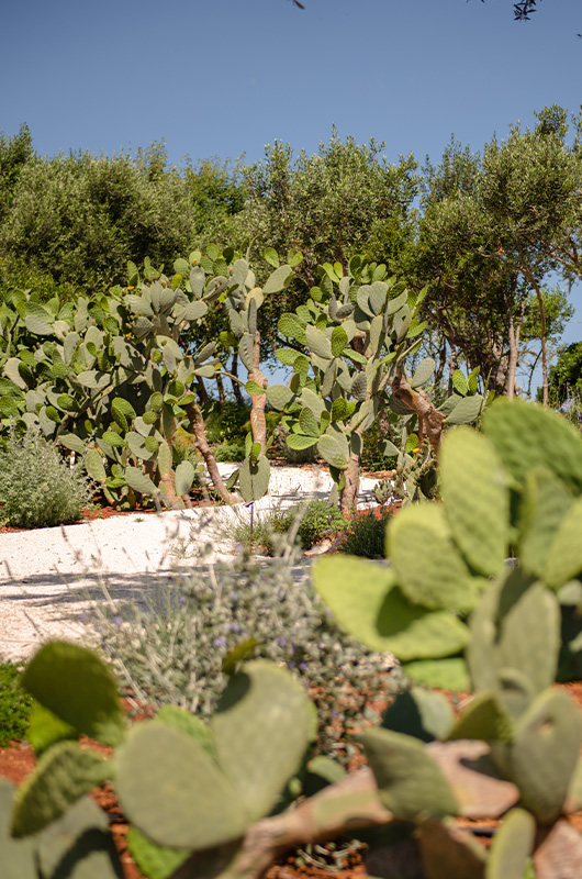 Masseria