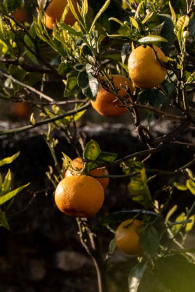 The Citrus Grove of Peace